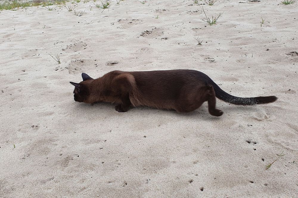 Фотография автора Надежда Лисицына