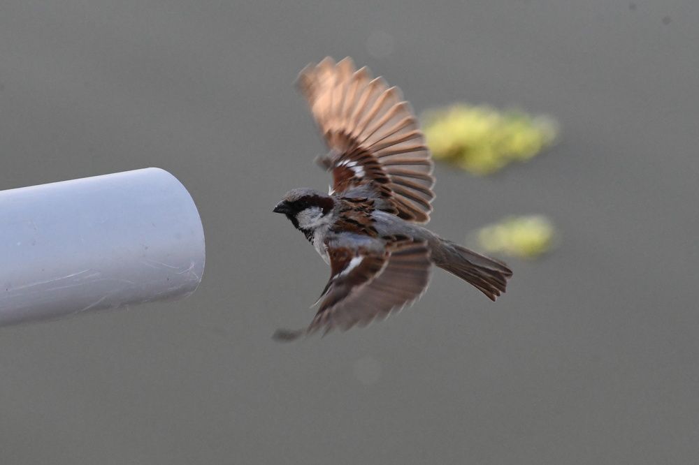 Photograph by Praveen Bhagat