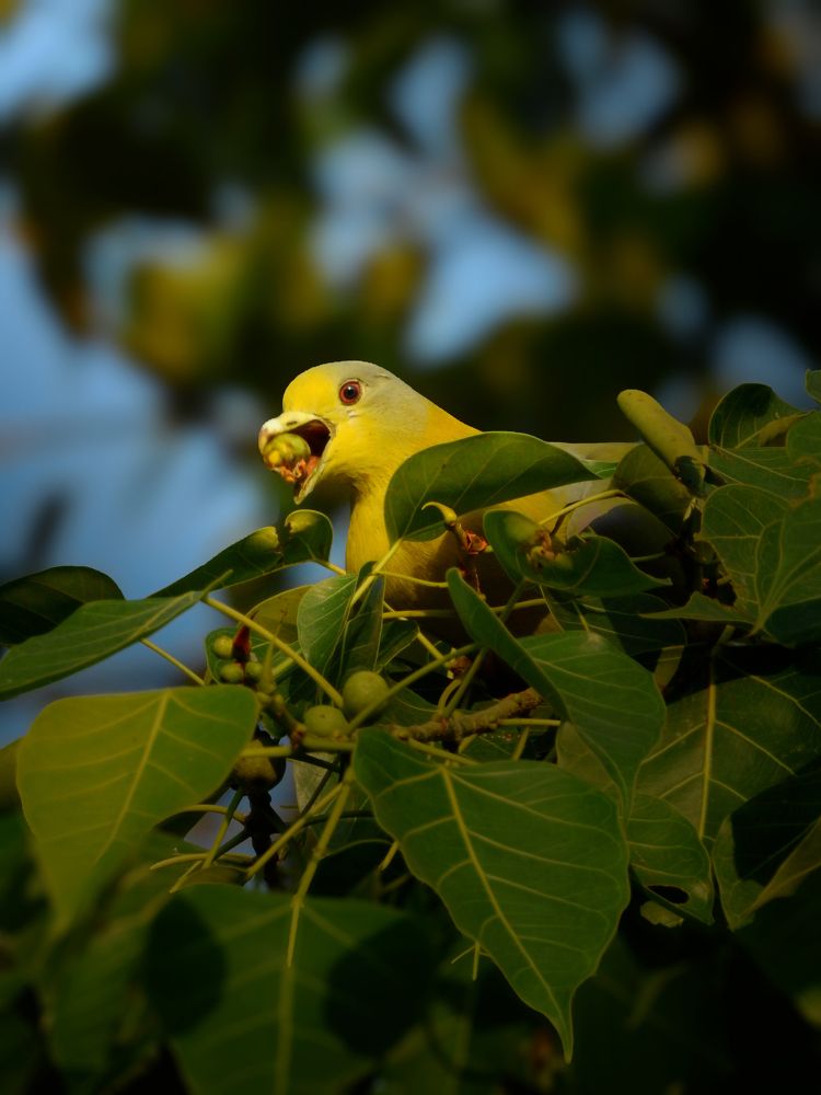 Photograph by SNIGDHA BHATTACHARJEE