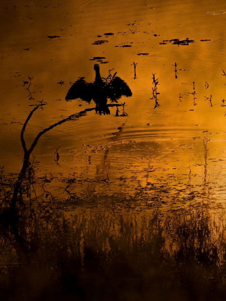Photograph by SNIGDHA BHATTACHARJEE