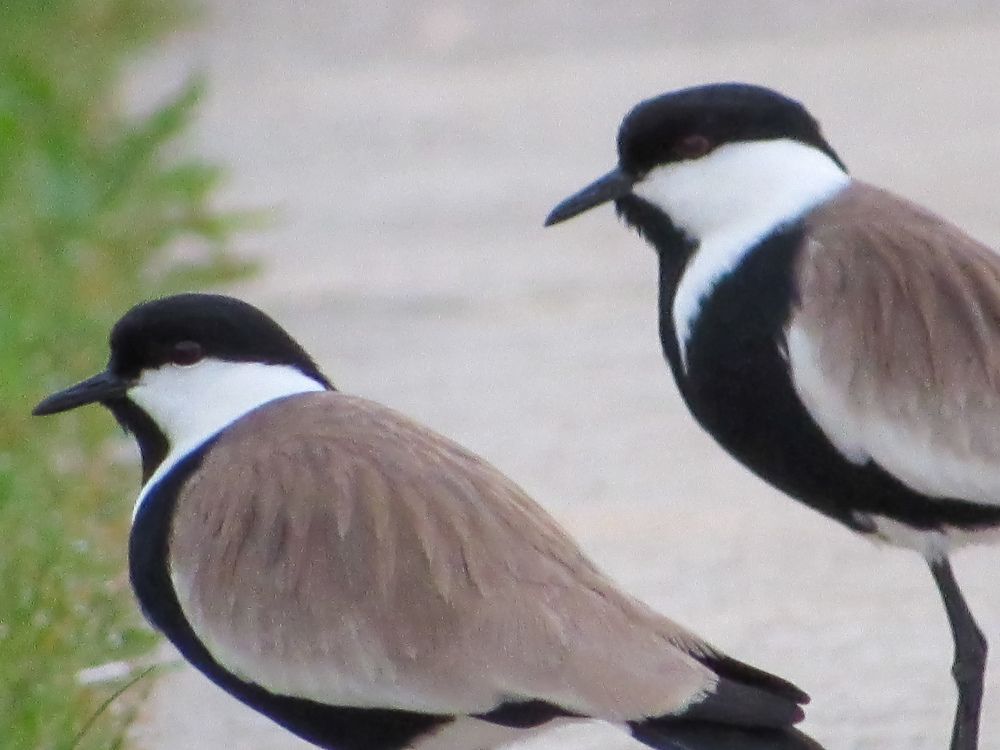 Photograph by Alp Aysgl