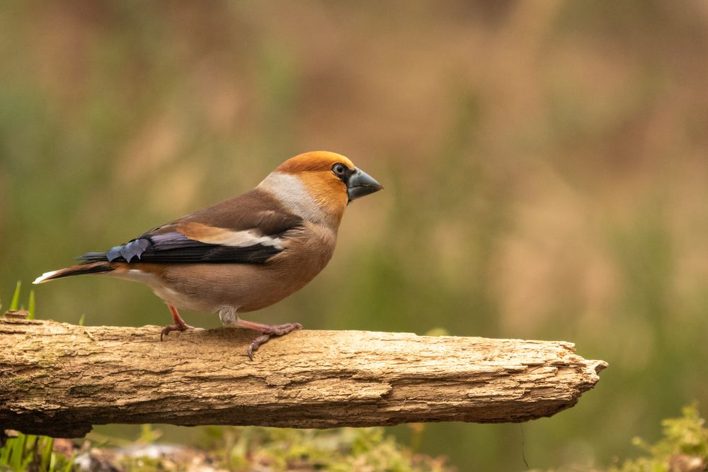 Hawfinch