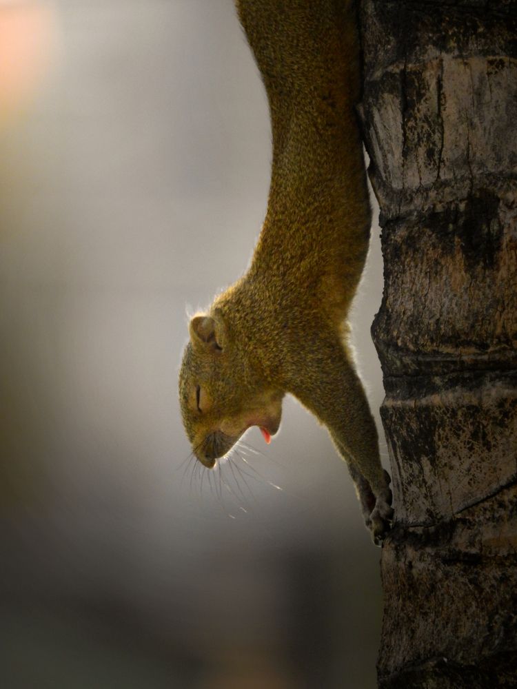 Photograph by SNIGDHA BHATTACHARJEE