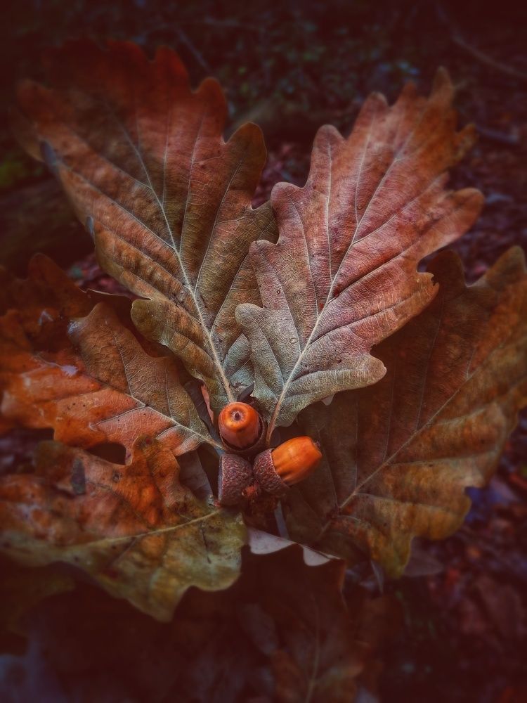 Photograph by Yana Kutateladze