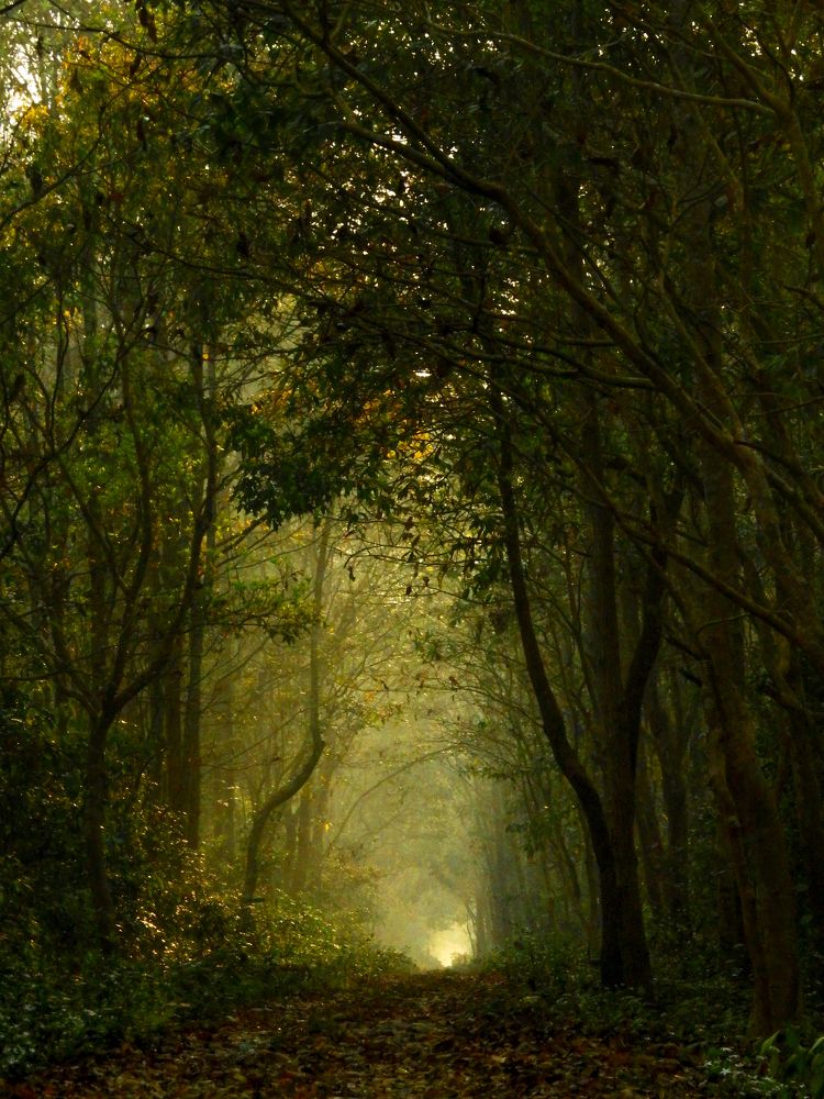 Photograph by SNIGDHA BHATTACHARJEE