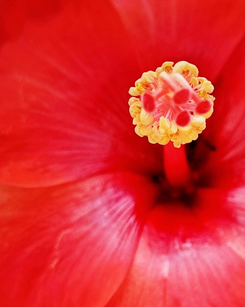 Фотография автора Ankit Gupta