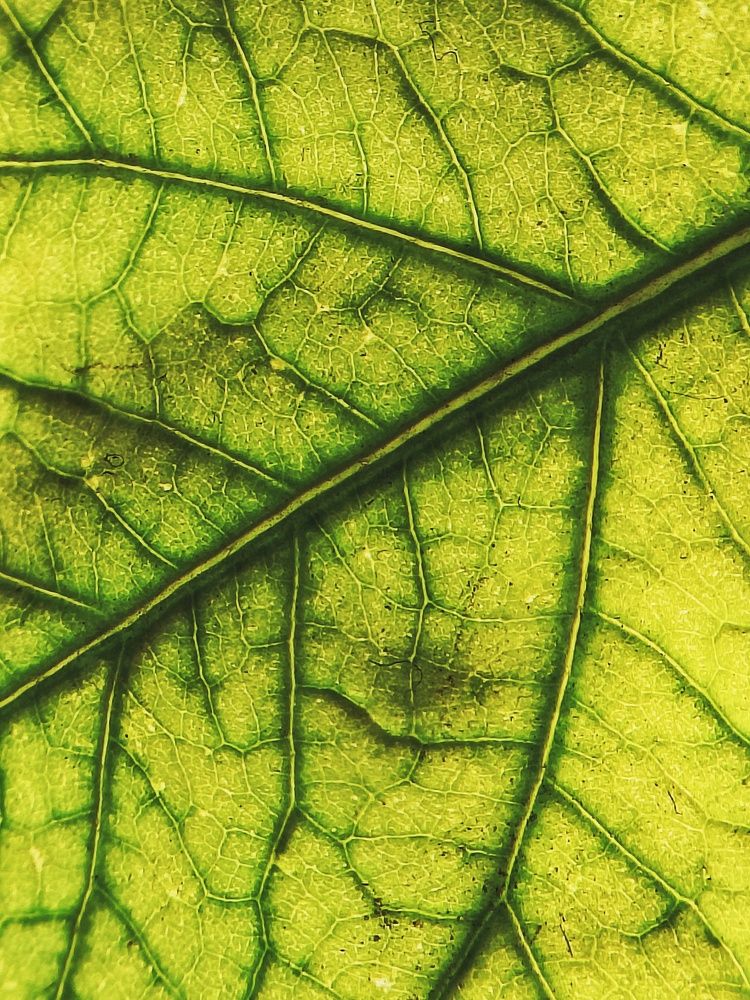 Фотография автора Ankit Gupta