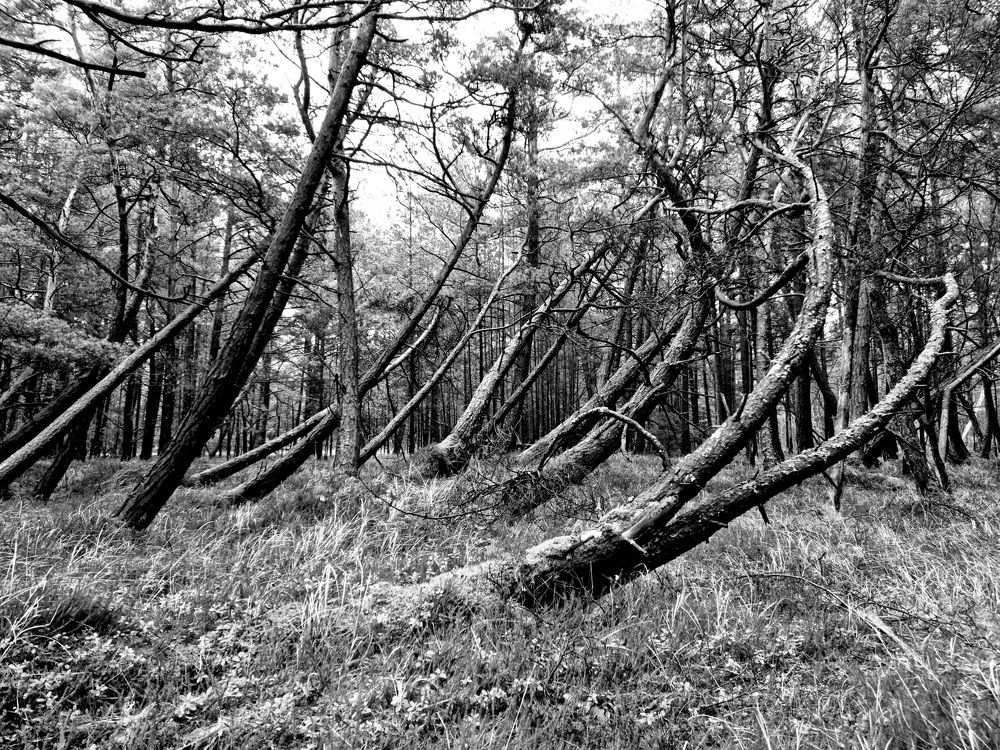 Photograph by Rolandas Valančauskas