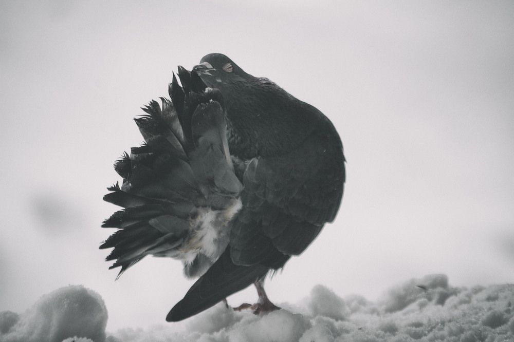 Photograph by Юлия Лушникова