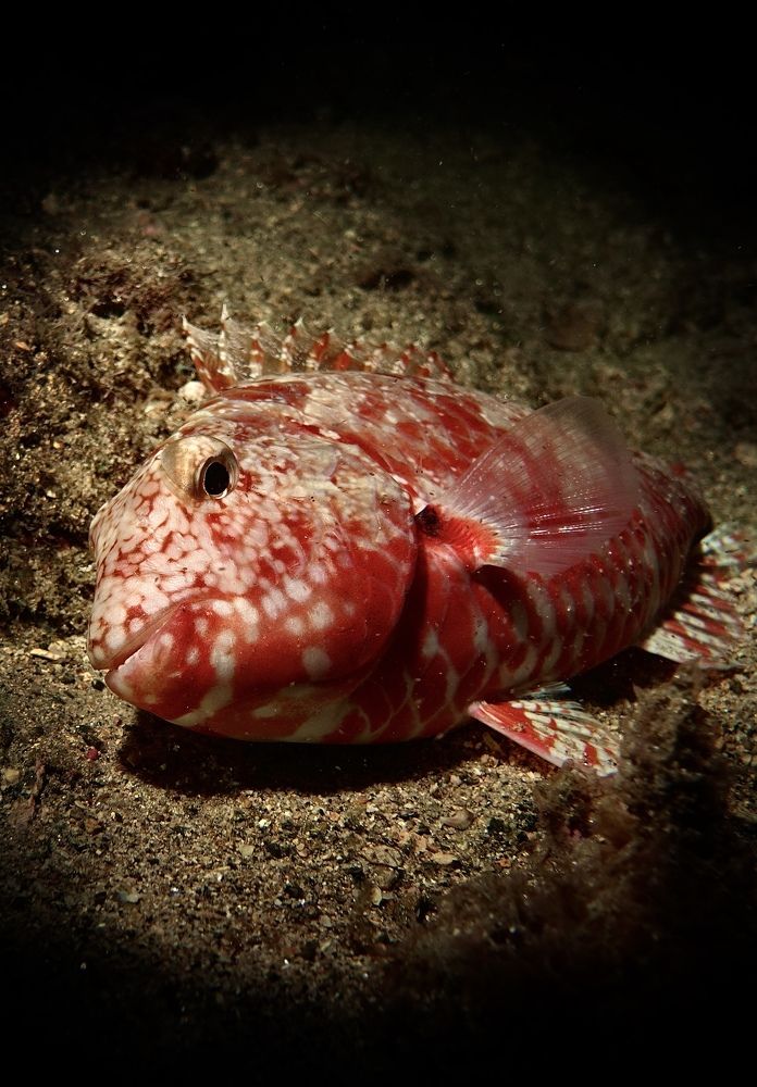 Фотография автора  Stelio