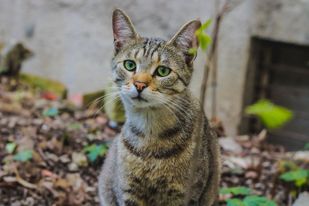 Photograph by Dubravka Madjinca