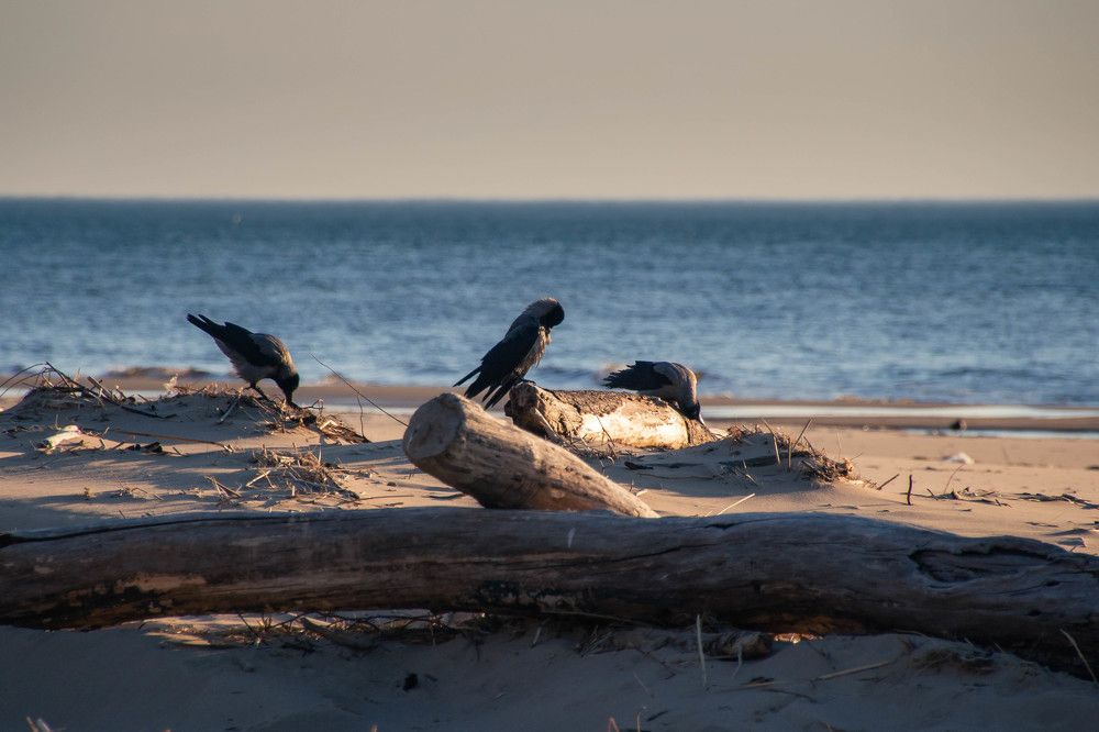 Photograph by RelaxWolf