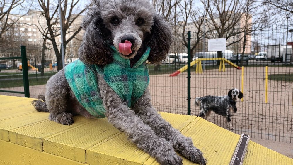 А мне вкусняшку?!