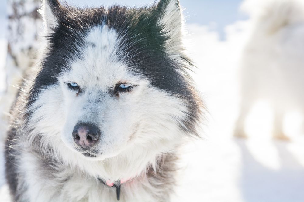 Photograph by Артём Кривов