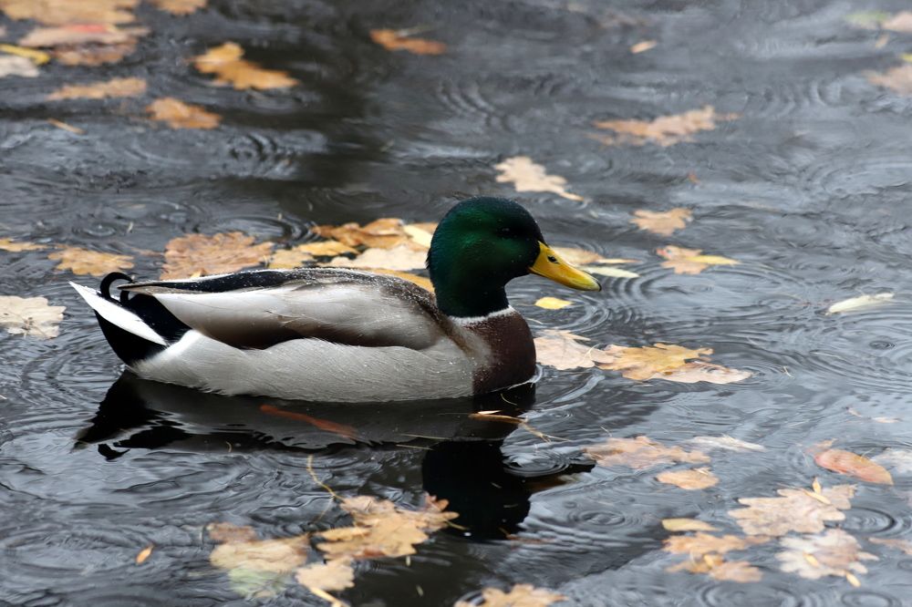 Photograph by елена