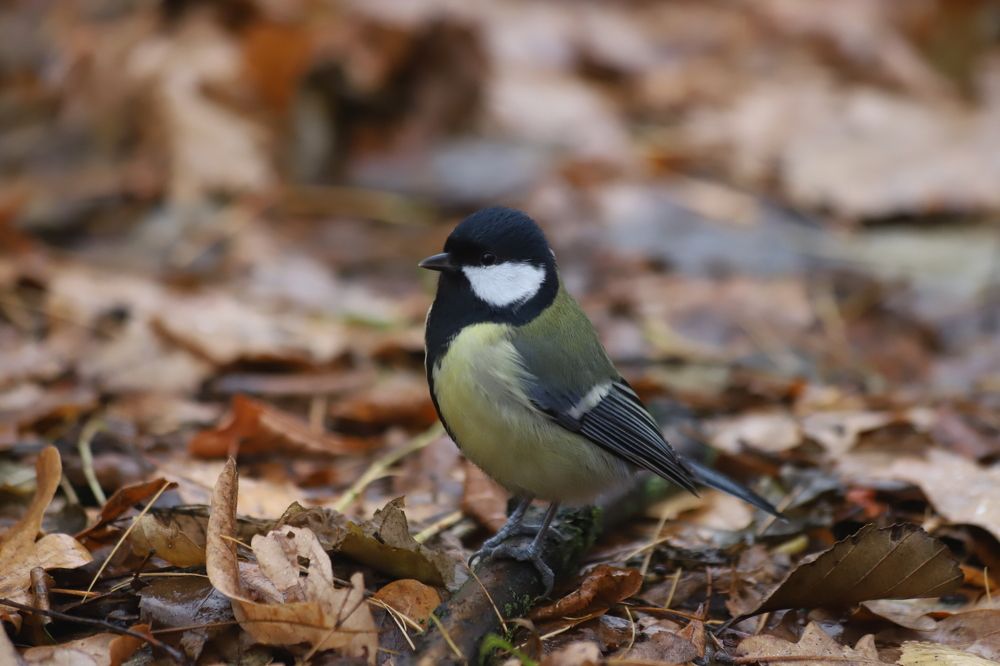 Photograph by елена