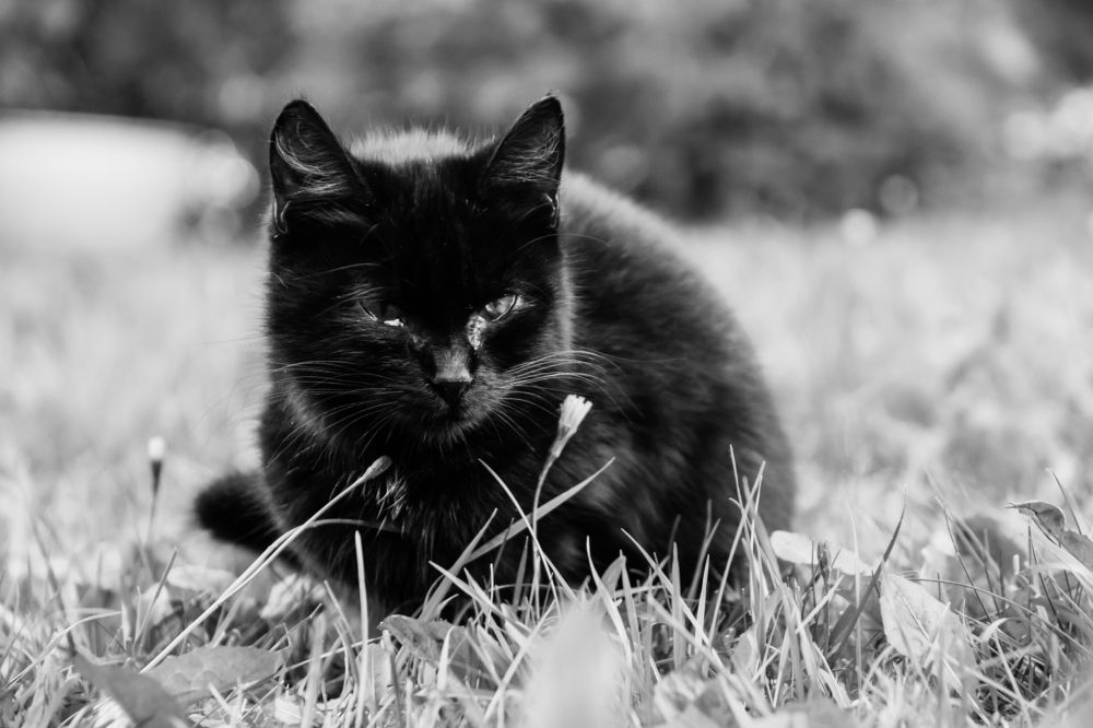 Photograph by Мария Тёмкина