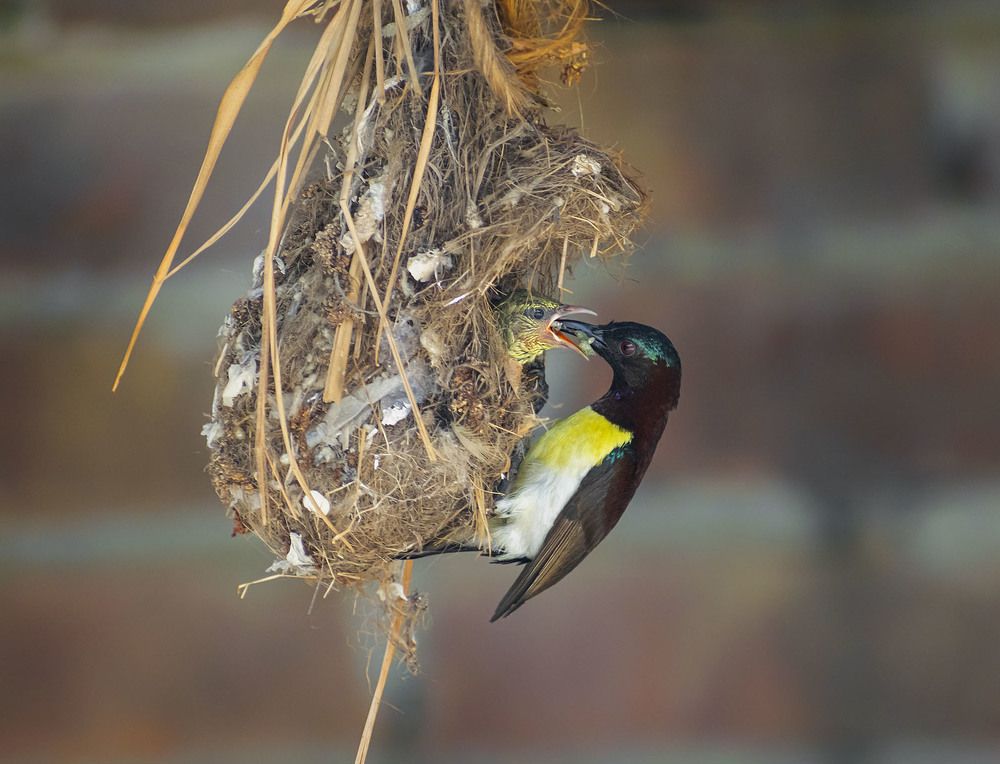 Photograph by Bayazid Ali