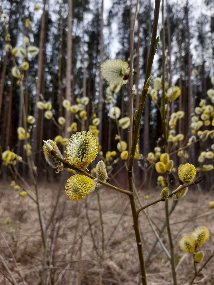 Photograph by Ксения Цветкова