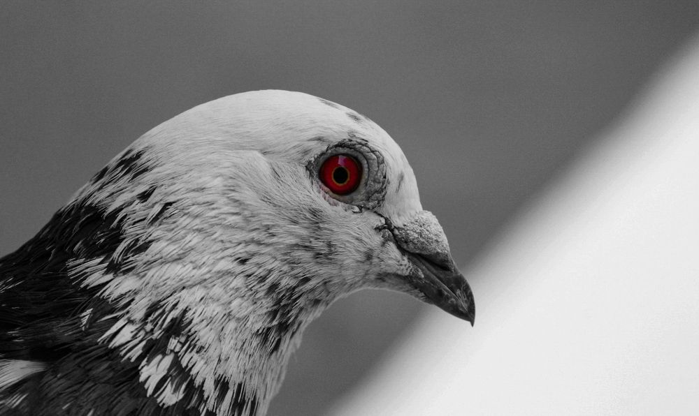 Photograph by Animesh