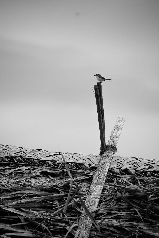 Photograph by Prabu Devan