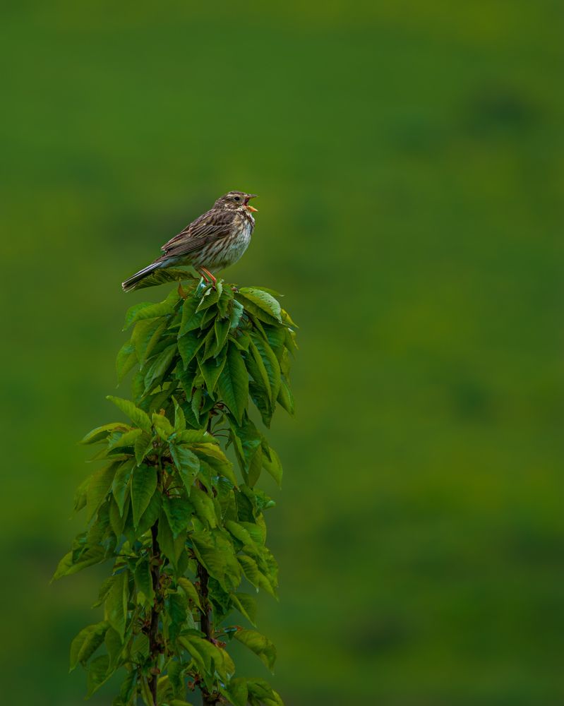 Фотография автора Alipour mohammad
