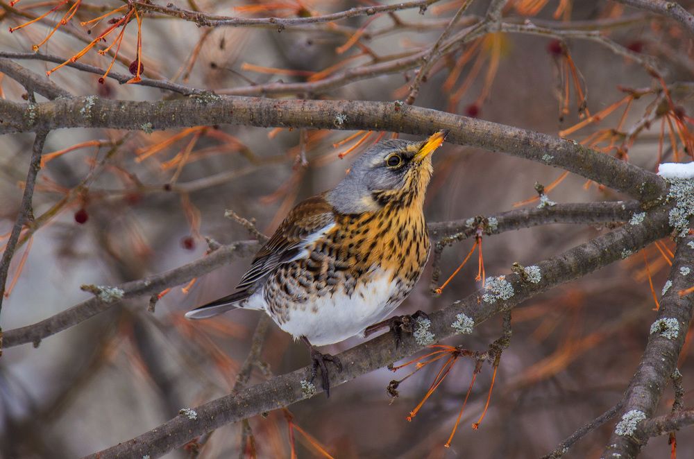 Photograph by Марина Фонарёва