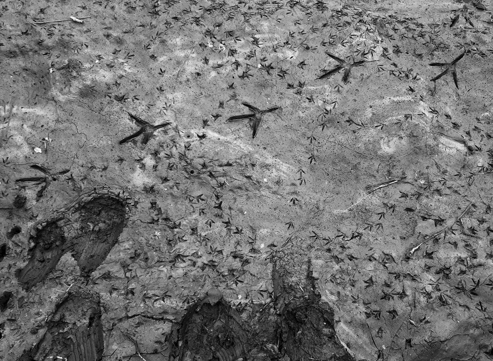 Фотография автора Ольга Никанович