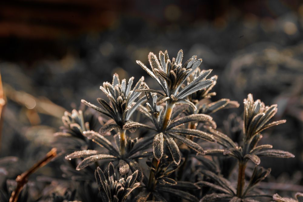 Photograph by Юлия Мальнева