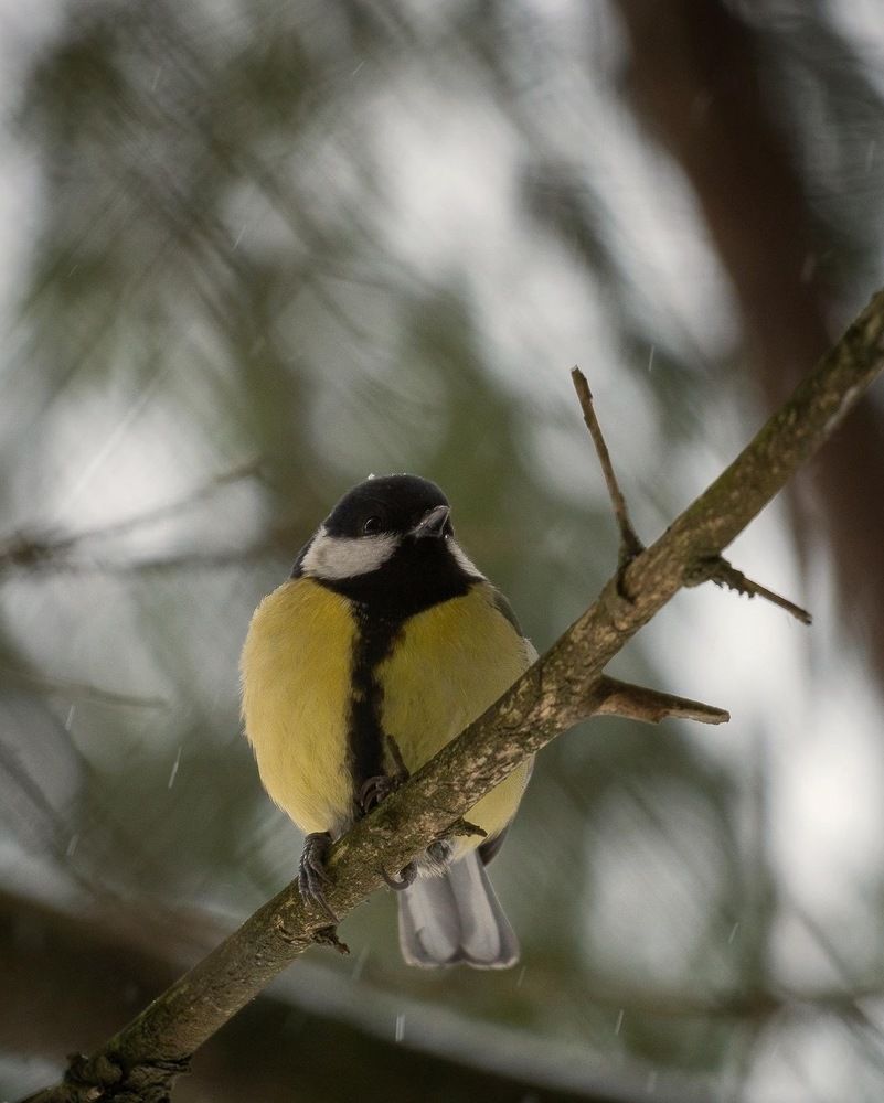 Photograph by Наталья Лабодина