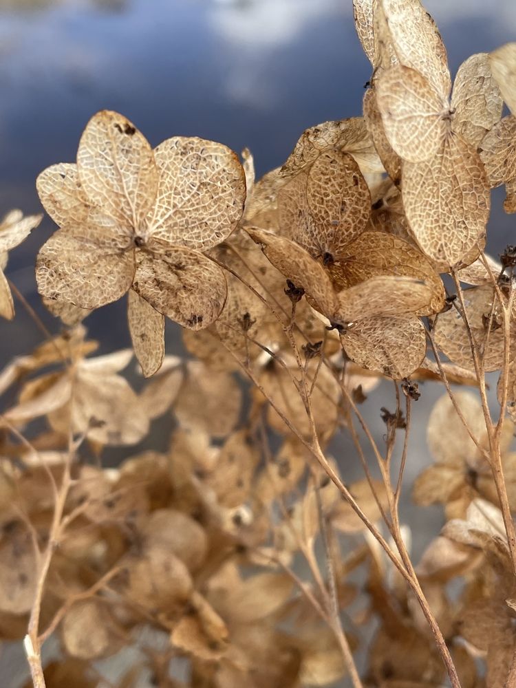 Фотография автора Олеся