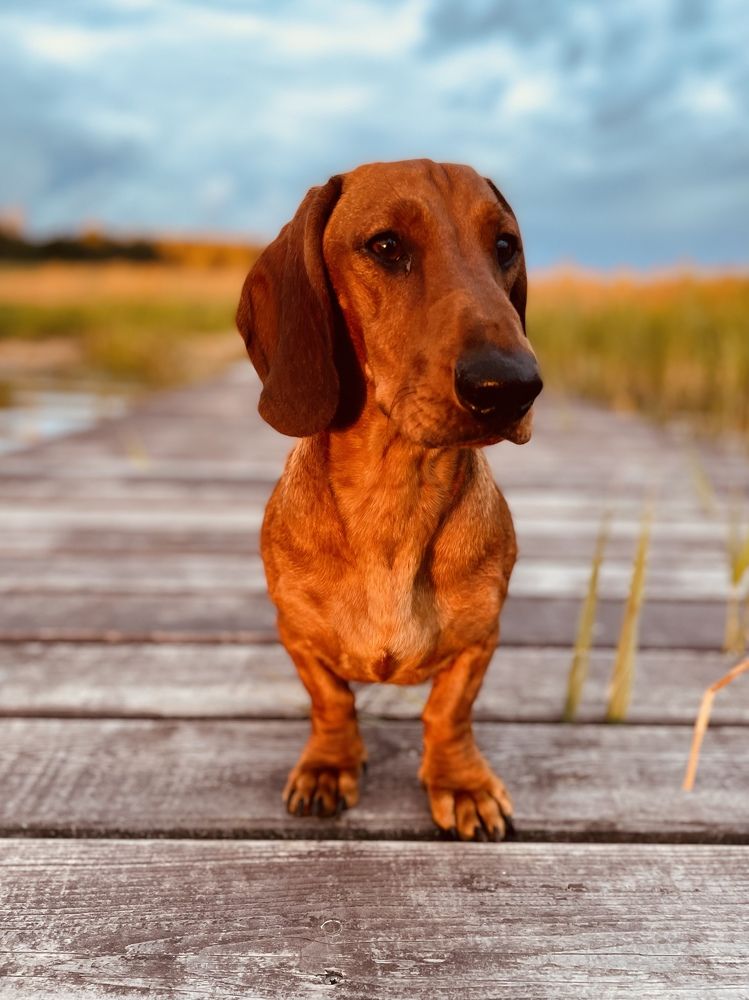 Фотография автора Олеся