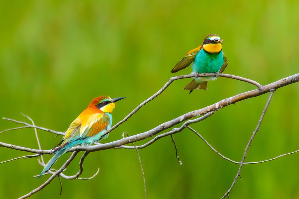 Bee eater