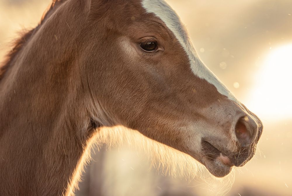 Фотография автора Ирина Пиманова