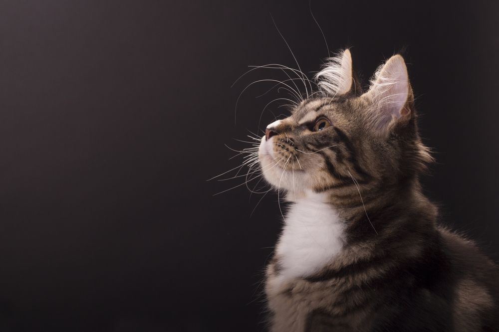 Photograph by Ирина Мамонова