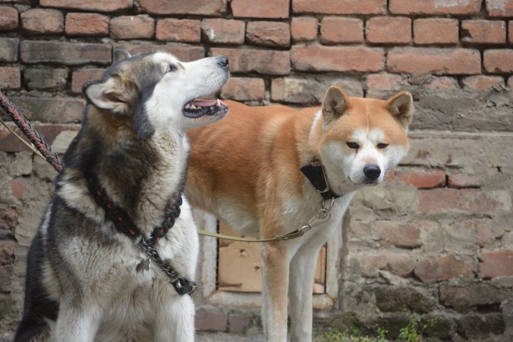 Photograph by Davit Medzmariashvili