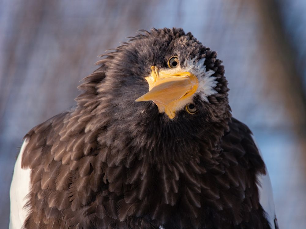 Photograph by Евгения Журавлева