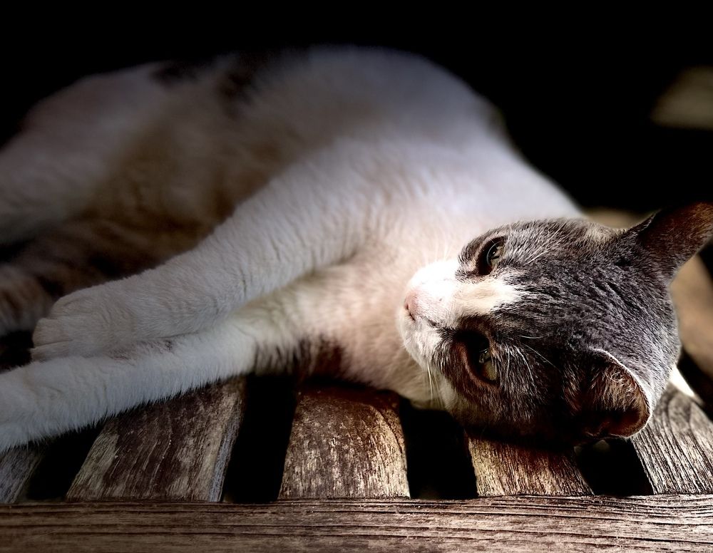 Photograph by Christine ECHEVET-ADAM de VILLIERS