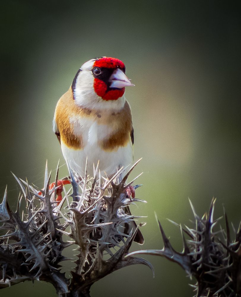 Photograph by Михаил Заброцкий