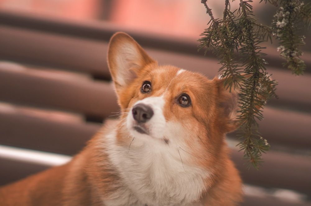 Photograph by паутинник фиолетовый