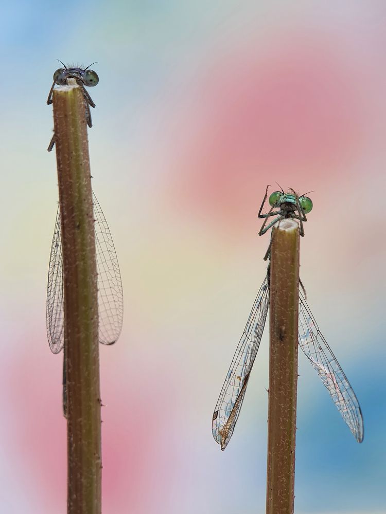 Photograph by FABIO SARTORI