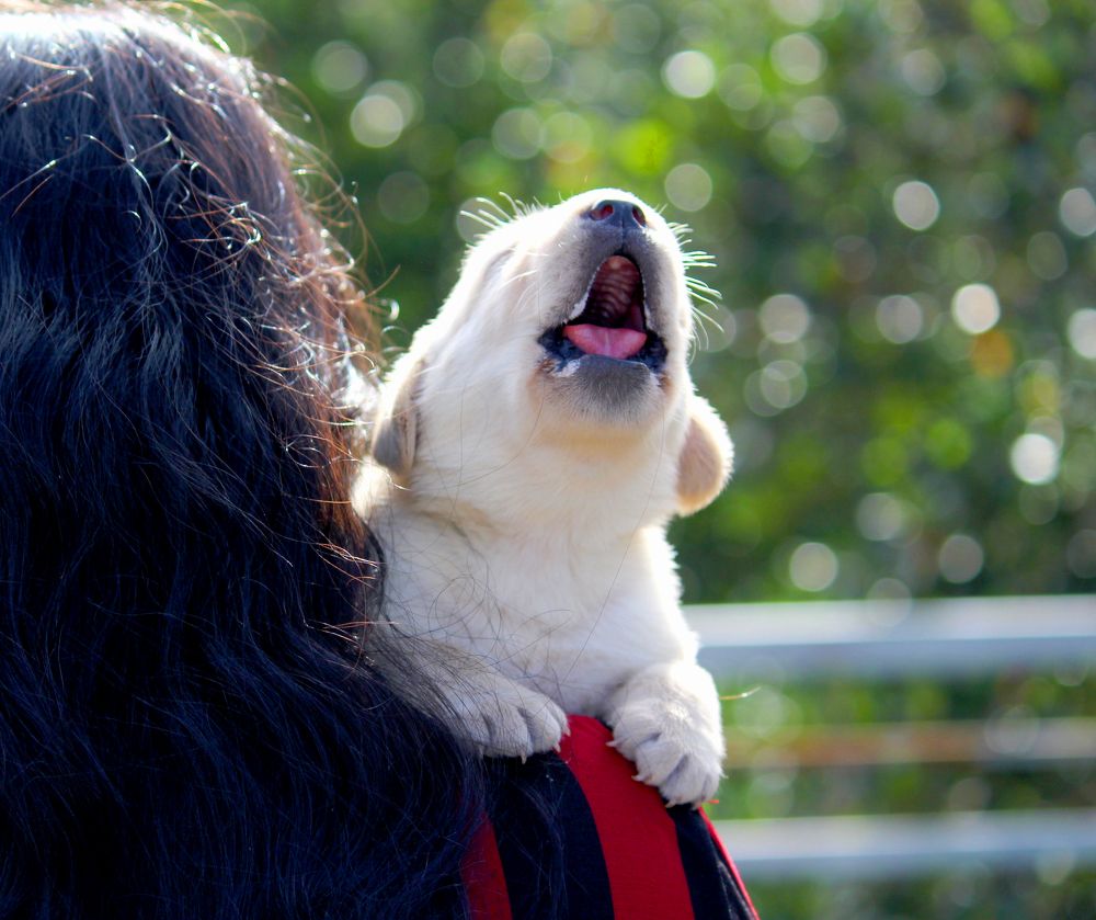 A newly born Cute little pupper howling..