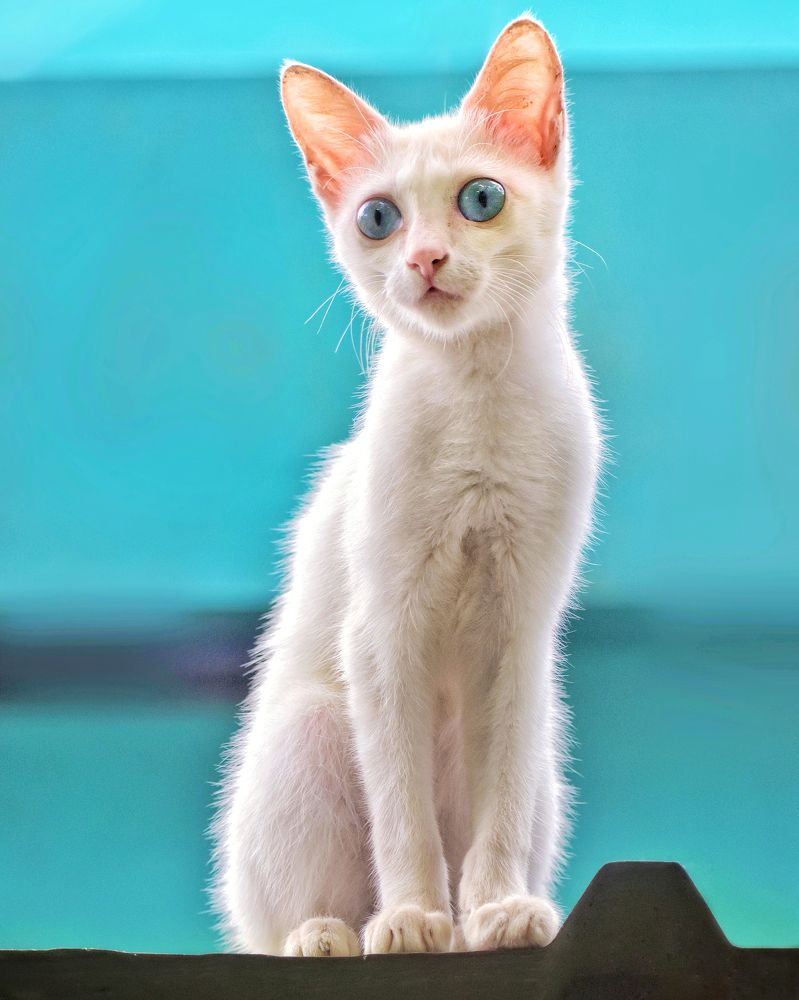 A cute little kitty with beautiful blue eyes