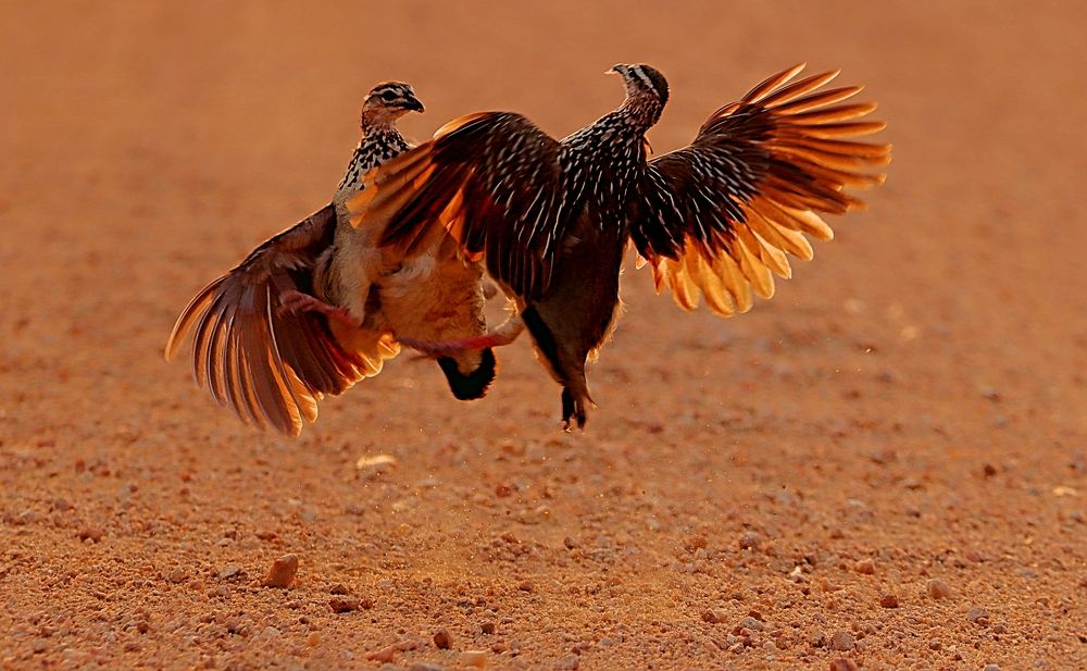 Photograph by Jacques Nel