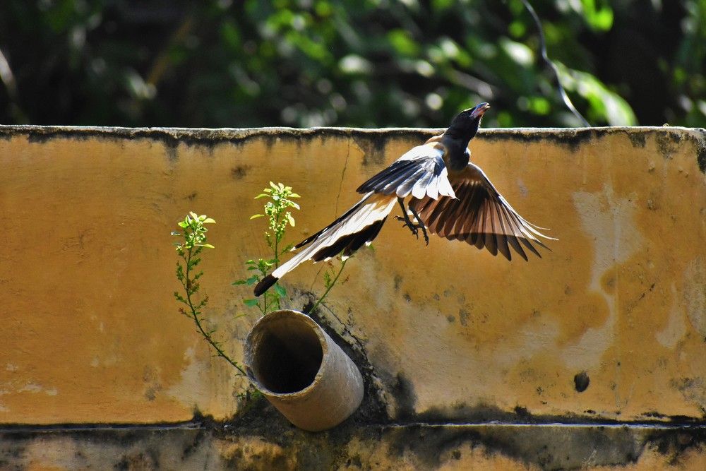 Photograph by Anant Krishna