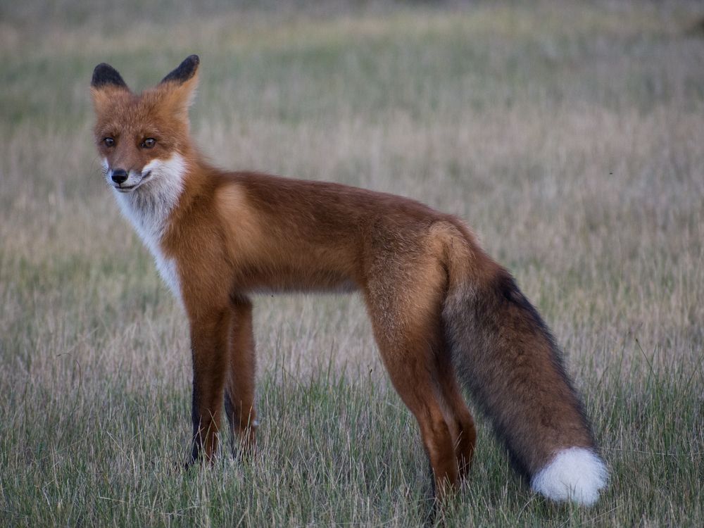 Красавица-лиса из Якутии