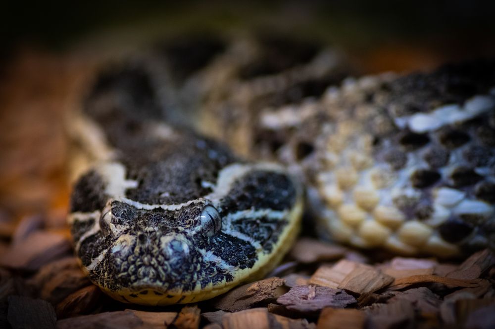 Photograph by Maksim Zhdanovich