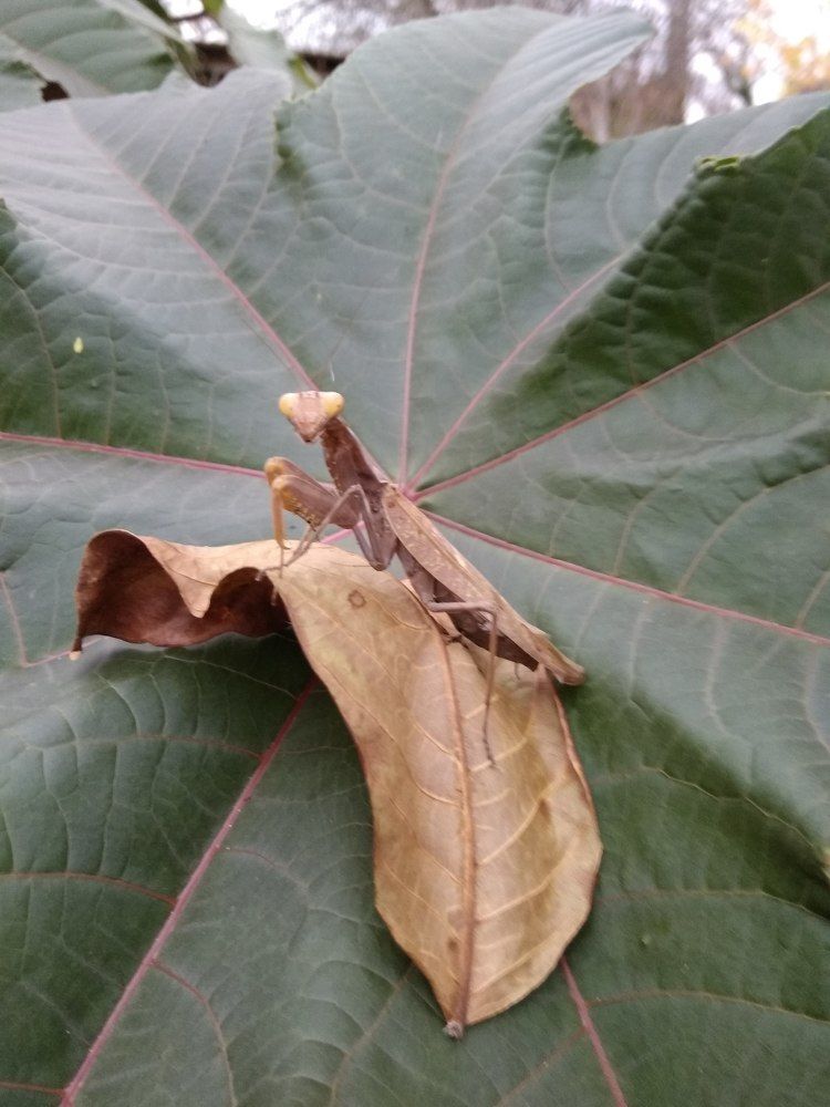 Сиреневый богомол.