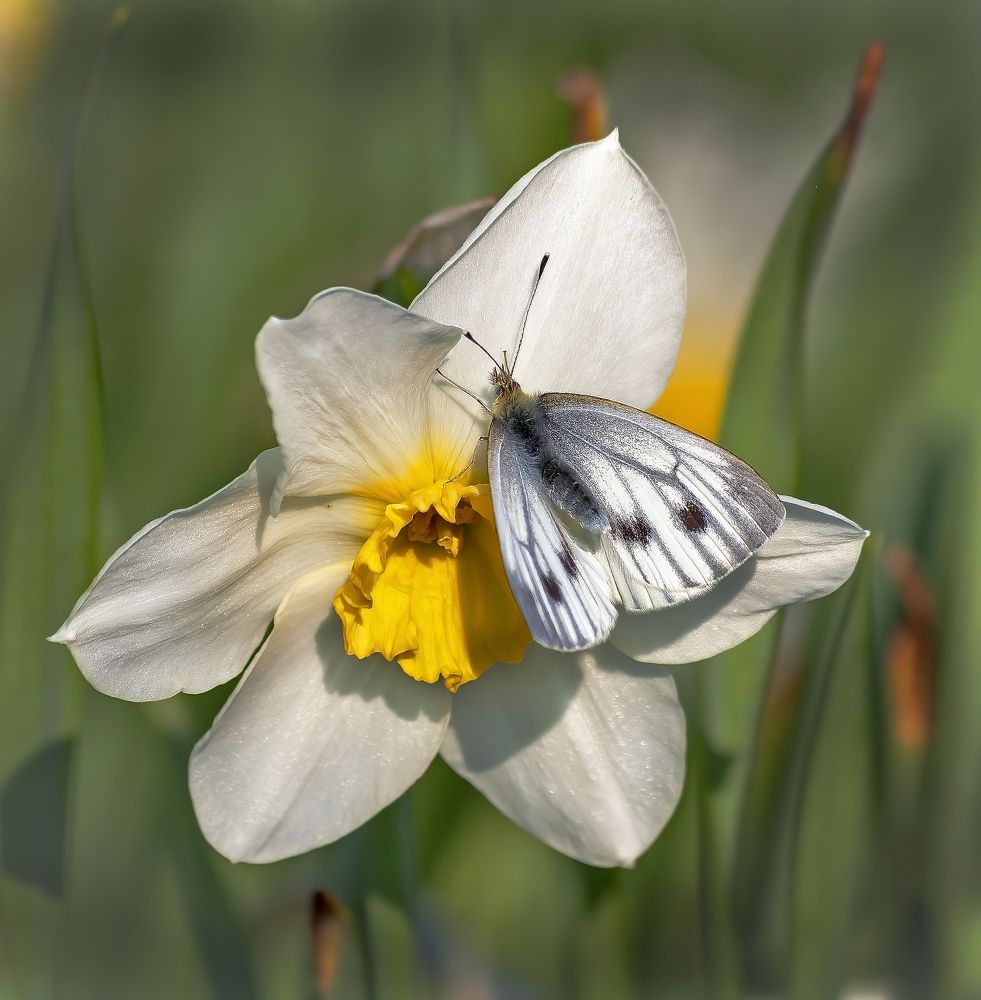 В гостях у нарцисса.