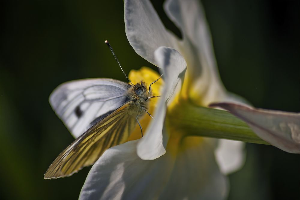 Бабочка и нарцисс.